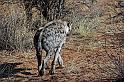 250 Okonjima, okonjima bush camp, gevlekte hyena